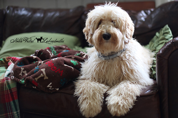 Wheatie-Labradoodle