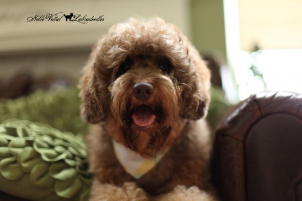 Copper canyon hot sale labradoodles