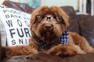 Australian Labradoodle Stud