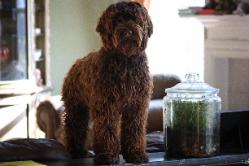 <strong>What is THAT?</strong> <br />There isn’t a day that I am out with my dogs that some one doesn’t ask