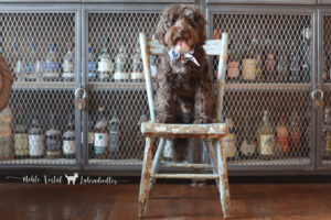 Miniature Chocolate Australian Labradoodle Puppies | Temperament-Tested & Home Raised
