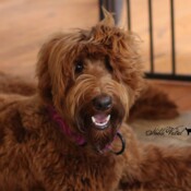 <strong>Noble Vestal's Give Me Some Sugar</strong><br /> aka Smooches Noble Vestal's Give Me Some Sugar aka Smooches