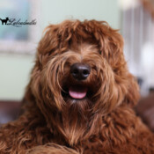 <strong>Noble Vestal’s Redd Hot Ember</strong><br /> aka Ember Noble Vestal's Red Hot Ember