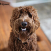 <strong>Noble Vestal's Give Me Some Sugar</strong><br /> aka Smooches