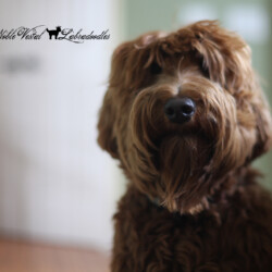 <strong>Noble Vestal’s Redd Hot Ember</strong> <br />aka Ember Noble Vestal's Redd Hot Ember