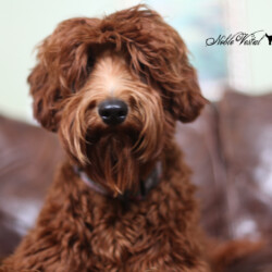 <strong>Noble Vestal’s Sweet Thing</strong> <br />aka Twixx Noble Vestal's Sweet Thing aka Twixx