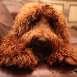 <strong>Noble Vestal’s Sweet N Spicy</strong> <br />aka Saucy Noble Vestal's Sweet N Saucy