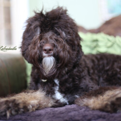 <strong>Noble Vestal's Nobody Puts Baby In A Corner</strong><br /> aka Babe Noble Vestal's Nobody Puts Baby In A Corner aka Babe