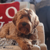 <strong>Noble Vestal's Pocket Full Of Posies</strong><br>aka Posey