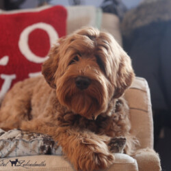 <strong>Noble Vestal's Pocket Full Of Posies</strong><br>aka Posey