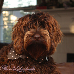 <strong>NW Australia's Bippidi Boppidi Boo</strong><br /> aka Bip NW Australia's Bippidi Boppidi Boo aka Bip