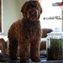 <strong>NW Australia's Bippidi Boppidi Boo</strong><br /> aka Bip NW Australia's Bippidi Boppidi Boo aka Bip