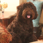 <strong>Noble Vestal's Peek-a-Boo</strong><br /> aka Boo