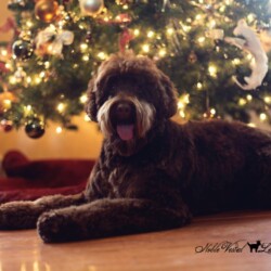 <strong>Noble Vestal's Salty Pancetta</strong> aka Chetta Noble Vestal's Salty Pancetta aka Chetta