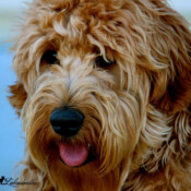 Australian Labradoodle