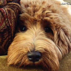 Noble Vestal's Juicy Fruit