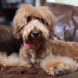 <strong>Noble Vestal’s Sweet Potato</strong> <br />aka Sweet'P Noble Vestal’s Sweet Potato