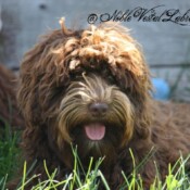 <strong>Noble Vestal’s Truly Scrumptious</strong> <br />aka Scrumpy Noble Vestal’s Truly Scrumptious aka Scrumpy