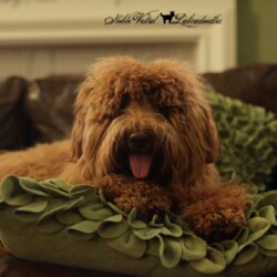 <strong>Noble Vestal’s Sweet Potato</strong> <br />aka Sweetie Noble Vestal’s Sweet Potato