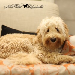 <strong>Noble Vestal's Sugar Rush</strong> <br />aka Wheatie Noble Vestal’s Sugar Rush