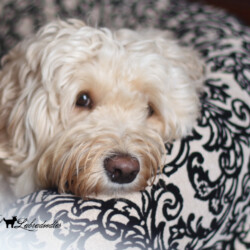 Noble Vestal’s Sugar Rush