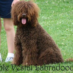 <strong>Noble Vestal’s Atta Girl</strong><br /> aka Atta Noble Vestal's Atta Girl