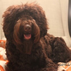 <strong>Noble Vestal's Peek-a-Boo</strong><br /> aka Boo Noble Vestal's Peek-a-Boo aka Boo