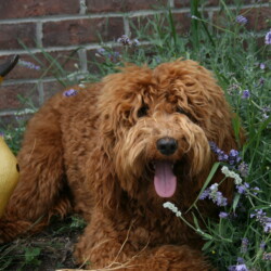 <strong>Hales Fancy Face</strong><br /> aka Fancy Hales Fancy Face