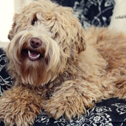 <strong>Noble Vestal's Be Iconic</strong><br /> aka Fancy Noble Vestal's Be Iconic aka Fancy