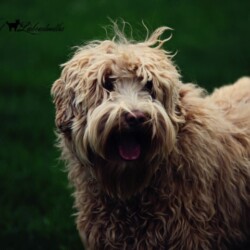 <strong>Noble Vestal’s Be Iconic</strong><br /> aka Fancy Fancy Jr April 2012Fancy Jr