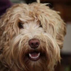 <strong>Noble Vestal’s Be Iconic</strong><br /> aka Fancy Noble Vestal's Be Iconic aka Fancy