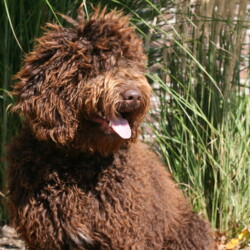 <strong>Noble Vestal’s Ghiradelli Chocolate Tartlet</strong><br /> aka Gia Noble Vestal’s Ghiradelli Chocolate Tartlet aka Gia