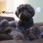 <strong>Noble Vestal's Ima Kanga Roux Too</strong> aka Kanga Noble Vestal's Ima Kanga Roux Too aka Kanga