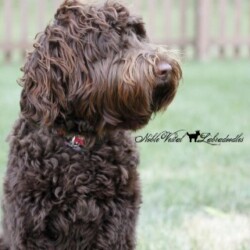 <strong>Noble Vestal's Ima Kanga Roux Too</strong> aka Kanga Noble Vestal's Ima Kanga Roux Too aka Kanga