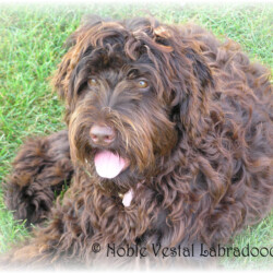 <strong>Aussie L's Lady Godiva</strong><br /> aka Godiva Aussie L's Lady Godiva aka Godiva