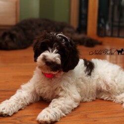 <strong>Ladd Hills Sydney Sinful Sundae</strong> <br />aka Sundae Ladd Hills Sydney Sinful Sundae