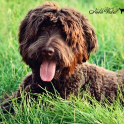 <strong>Noble Vestal’s Willa Wonka</strong> <br />aka Wonka Noble Vestal’s Willa Wonka aka Wonka