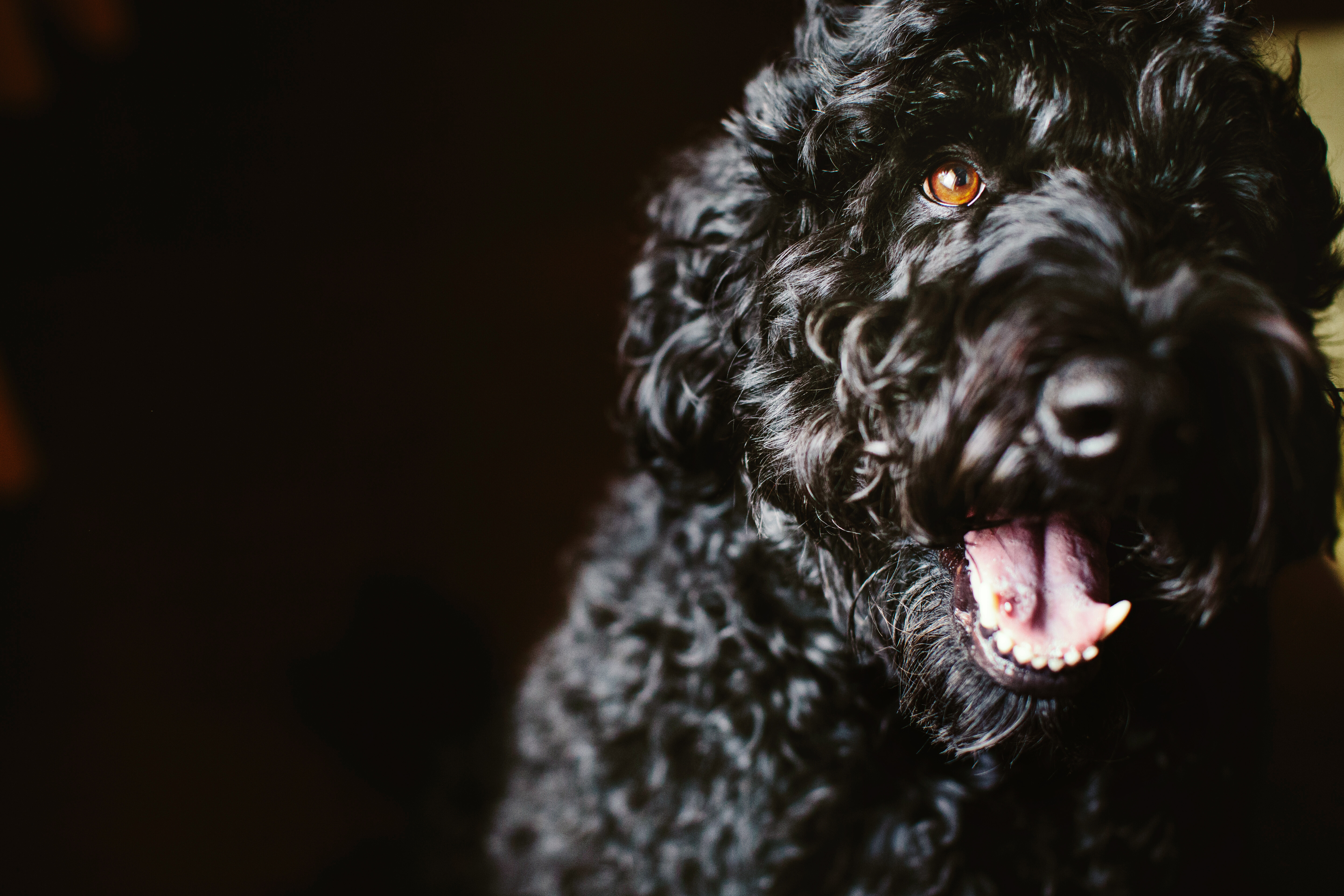 <strong>Black Canyon Midnight Parti</strong><br /> aka Murphey Black Canyon's Midnight Parti