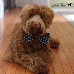 <strong>Noble Vestal's The Judge</strong><br /> aka Judge<br />
ALAA-098041 WALA-00052065 Noble Vestal's The Judge