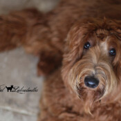 <strong>Lewis Manor's The Father</strong><br /> aka Odin Lewis Manor's The Father