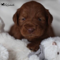 Judge a Kanga & Buzz pup