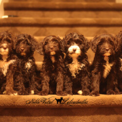 Kanga & Walker Puppies