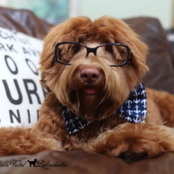 Judge a Kanga & Buzz pup