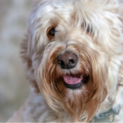 <strong>Noble Vestal's Sugar Rush</strong> <br />aka Wheatie Noble Vestal’s Sugar Rush