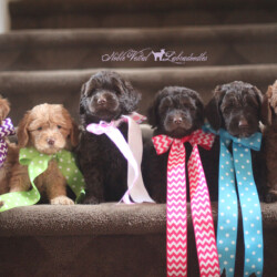 Kanga & Buzz Puppies