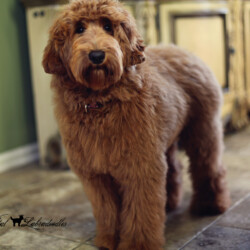 <strong>Noble Vestal’s Juicy Fruit</strong> <br />aka Juicy Noble Vestal's Juicy Fruit