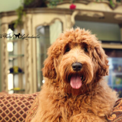 <strong>Noble Vestal’s Juicy Fruit</strong> <br />aka Juicy