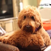 <strong>Noble Vestal’s Savoir Faire</strong><br /> aka Savvy Noble Vestal's Savoir Faire