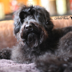 <strong>Noble Vestal’s Ferrero Rond Noir</strong> <br />aka Noir