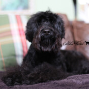 <strong>Noble Vestal’s Ferrero Rond Noir</strong> <br />aka Noir Noble Vestal’s Ferrero Rond Noir aka Noir